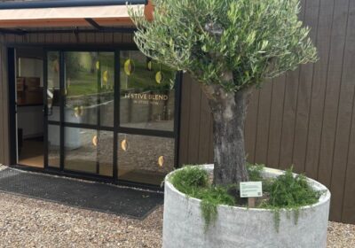 Allpress Olive Groves: Waiheke Island’s Liquid Gold