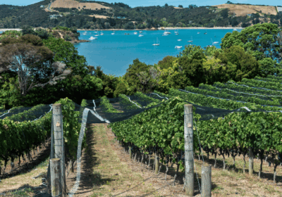 What to expect, wines on Waiheke Island