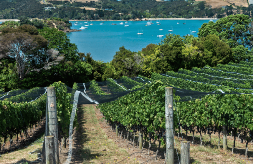 waiheke-island_blog